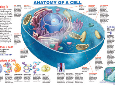 Infographic: Anatomy of a Cell