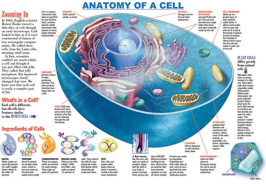 Infographic: Anatomy of a Cell - KIDS DISCOVER