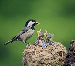 Science in the Backyard—Nesting Birds