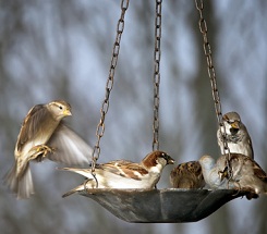Backyard Science: Feed the Birds