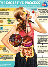 Infographic: The Digestive System