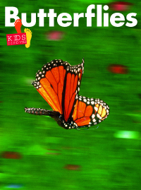 KD1: Butterflies