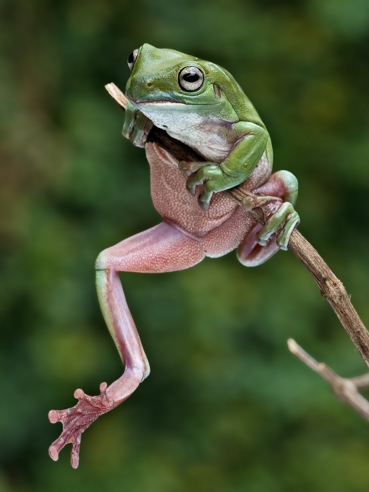 Spotlight: Amphibians - KIDS DISCOVER