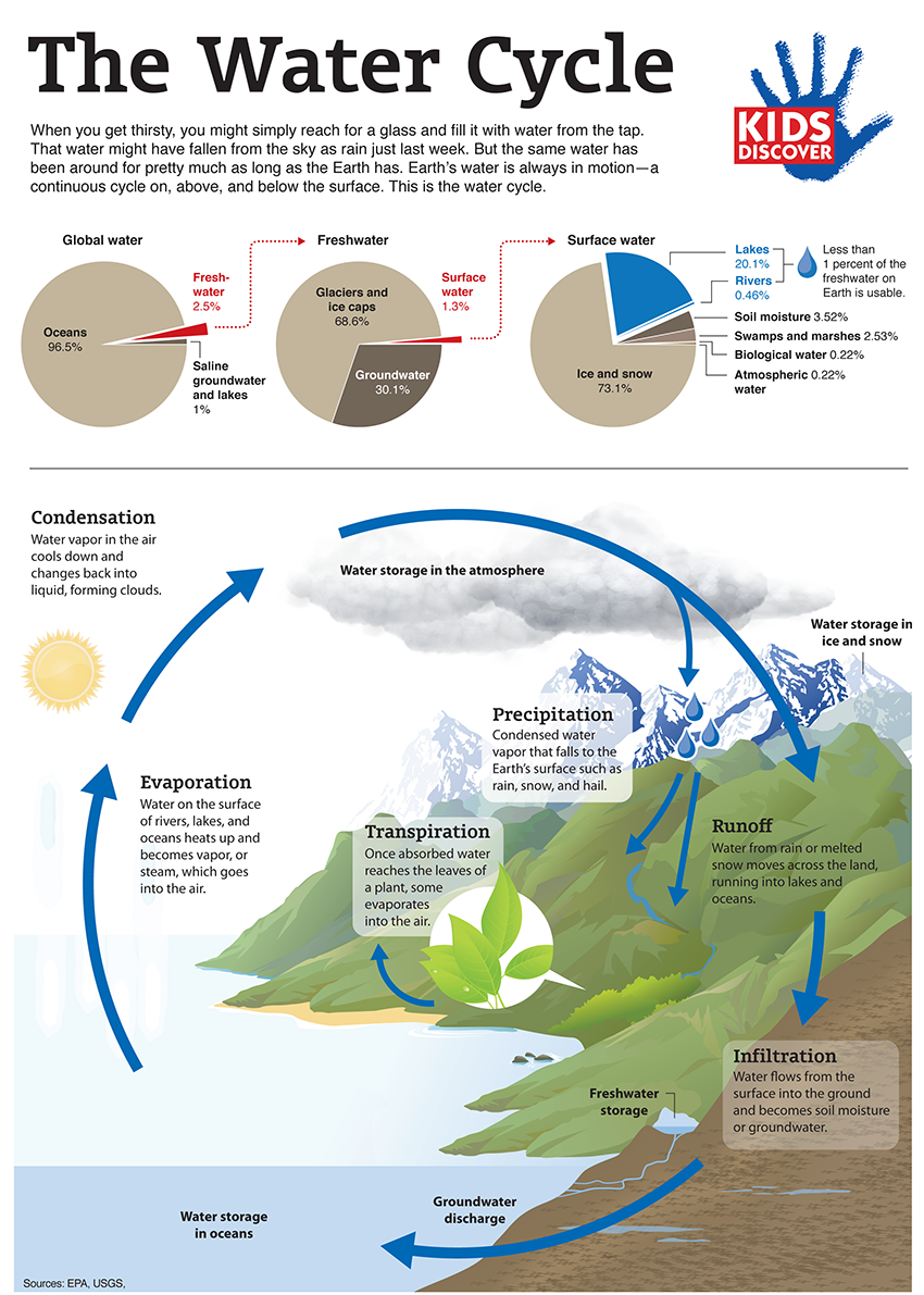 Infographic: The Water Cycle - KIDS DISCOVER