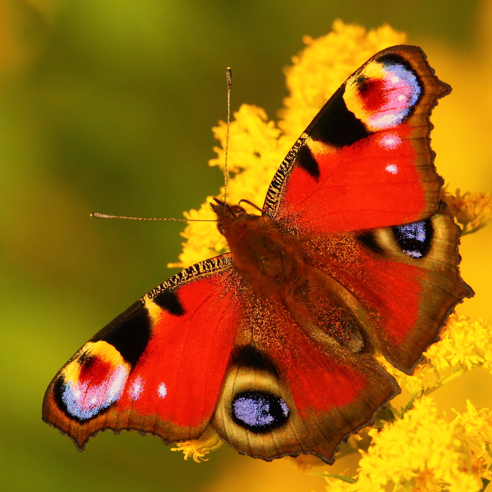 European Peacock Butterfly - Kids Discover