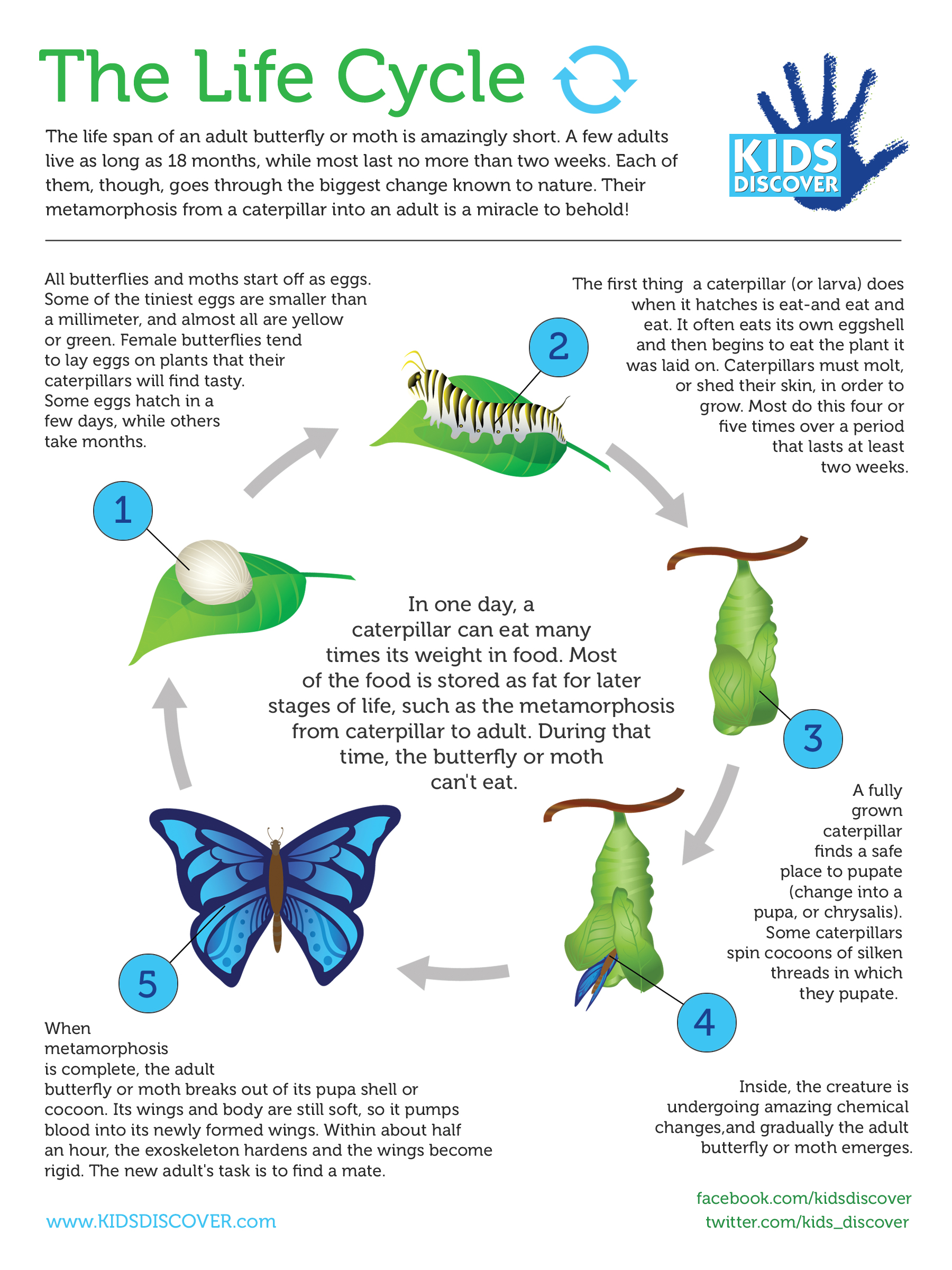 Butterfly Life Cycle Facts For Students