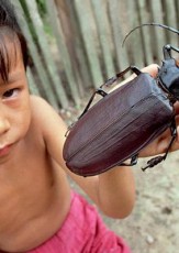 Fun Facts About the World’s Biggest Beetle