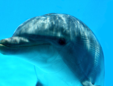 Here’s Proof That Dolphins Have Amazing Memories