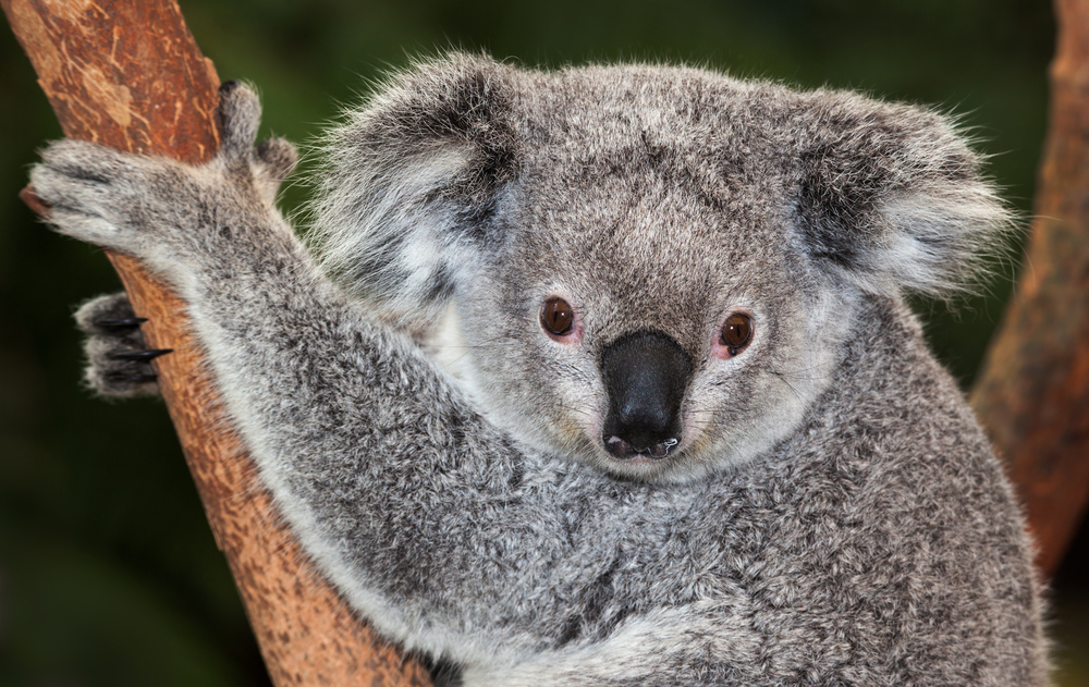 dog that looks like koala bear