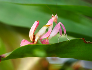 The Orchid Mantis, a Beautiful but Deadly Master of Disguise