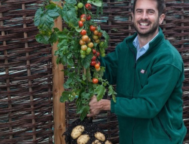 Tomato and Potato Unite on Grafted Hybrid Plants