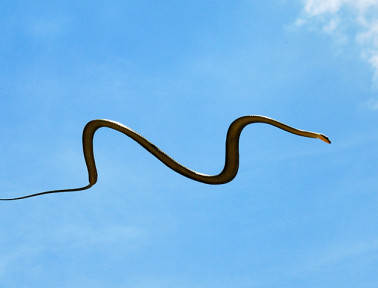 In Southeast Asia, Watch Out for Flying Snakes