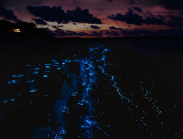 What’s Glowing in the Ocean at Night?