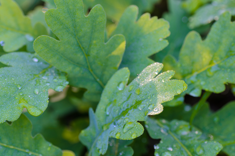 Plants Sweat Too Kids Discover
