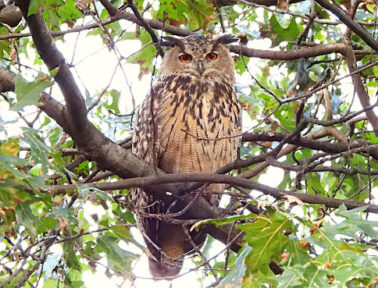 Flying Free: The Story of Flaco the Owl in New York City