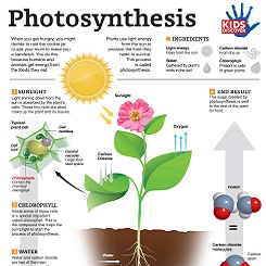 PhotosynthesisFINAL - Kids Discover