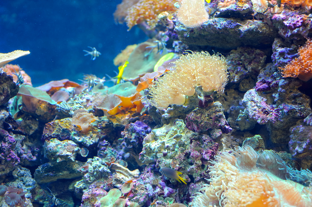 Spotlight: Coral Reefs - KIDS DISCOVER - 1000 x 665 jpeg 1024kB