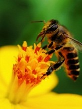 Honeybees: Where’s the Buzz?