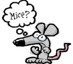 Of Mice and Muddy Kids
