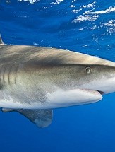 Lesser Known Sharks of the World