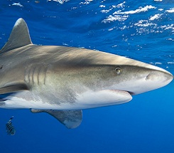 Lesser Known Sharks of the World
