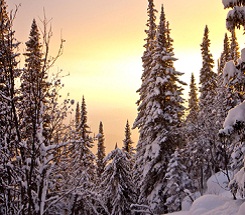 Backyard Science—The Secrets of Winter Trees