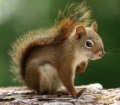 Backyard Science: Fun with Squirrels