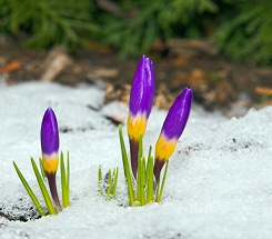 Backyard Science: How Do They Know It’s Spring?