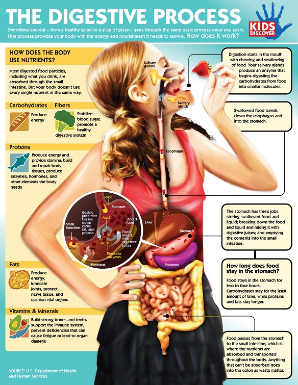Digestive-Process-Infographic-KIDS-DISCOVER - Kids Discover - 584 x 755 jpeg 263kB