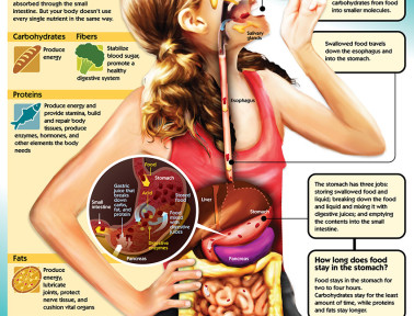 Infographic: The Digestive System
