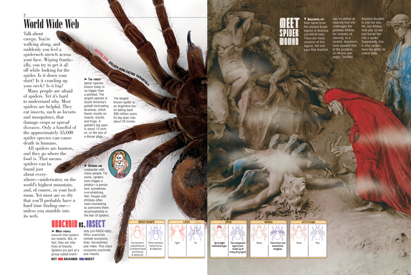 World's spiders devour 400-800m metric tons of insects yearly – experts, Insects