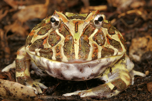 The Pac Man Frog - Kids Discover