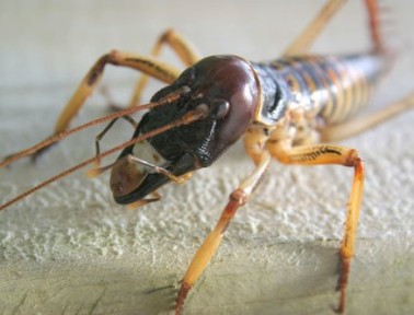 Wonderful Weta