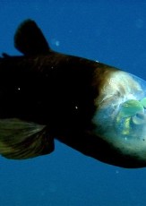 Pacific Barreleye: Fish With a See-Through Head