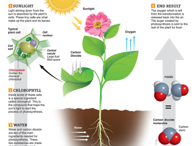Infographic: Photosynthesis for Kids