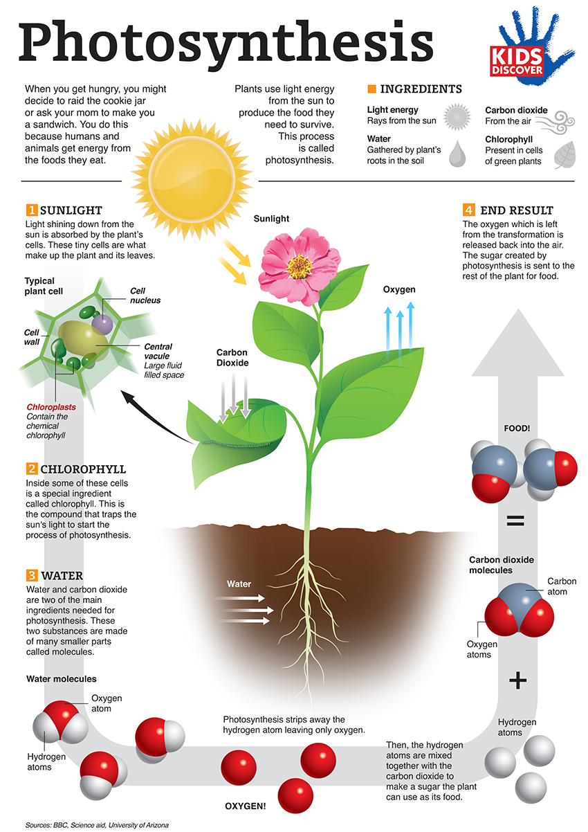 infographic photosynthesis for kids kids discover