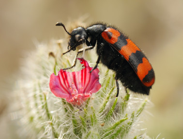Blistering Beetle Blood