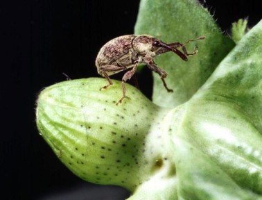 The Evil That Weevils Do
