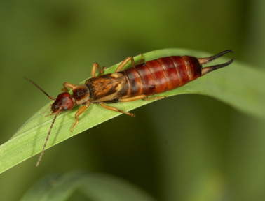 Earwigs Aren’t Evil