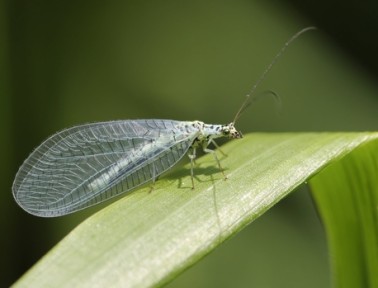 Lovely Green Lacewings