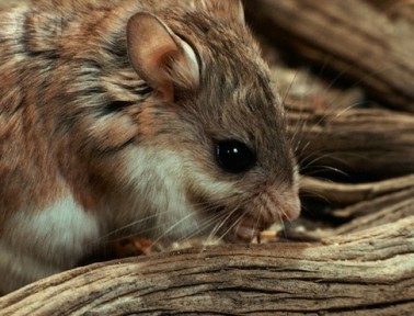 The Mouse That Howled