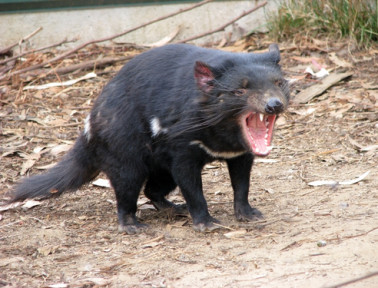 The Real Tasmanian Devil