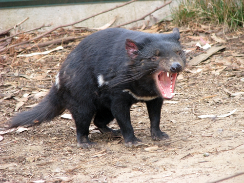 The Real Tasmanian Devil - Kids Discover