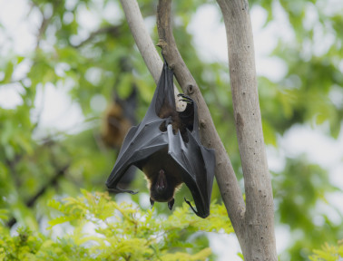 Nature’s Spooks, Part 2: Bats