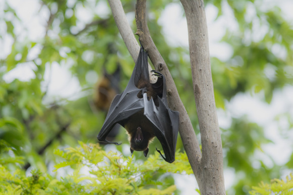 Nature’s Spooks, Part 2: Bats - Kids Discover