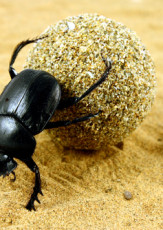 The Sacred Dung Beetles of Ancient Egypt