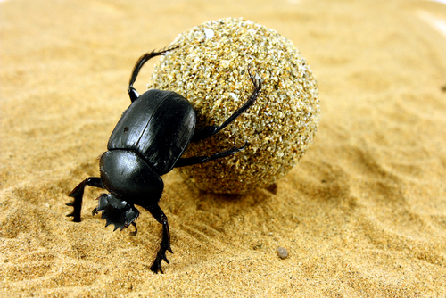 The Sacred Dung Beetles of Ancient Egypt - Kids Discover