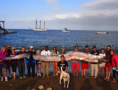 Swimming with the Oarfish