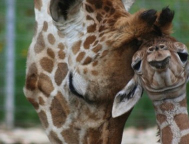 Two Cute Giraffes