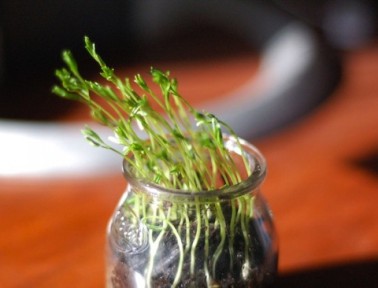 Phototropism: Grow Toward the Light